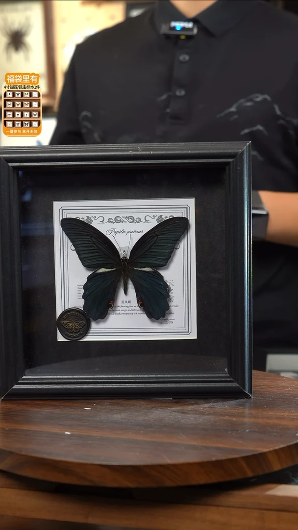 蓝凤蝶盲盒款7寸方框