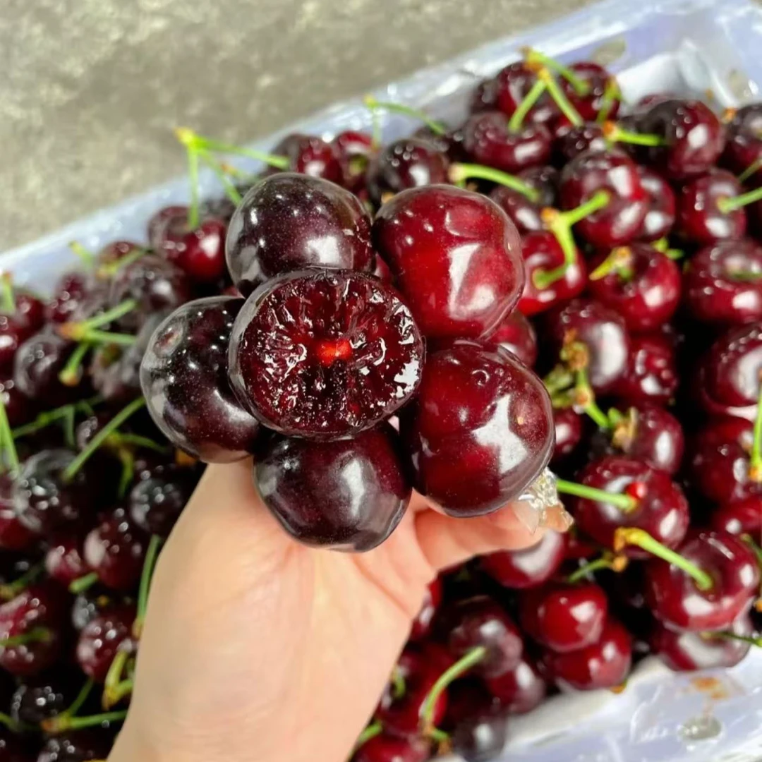 （呱呱达）进口海运车厘子桑提娜-3J净果5斤（到货后冷藏2小时口感最佳）桑提娜