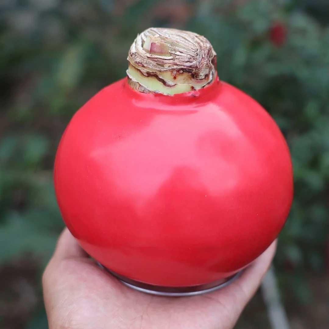 【全季花语】朱顶红蜡球一个周长30cm左右  开花蜡球 花期超长 顺丰包邮