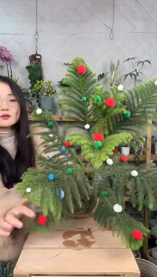 无花朵746圣诞树南洋杉育苗盆
