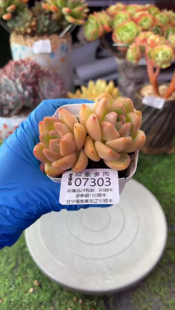 昆明印象多肉07303