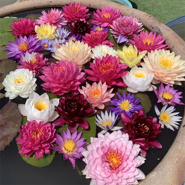 睡莲花苗水培植物当年开花鱼缸水塘种植水生花卉