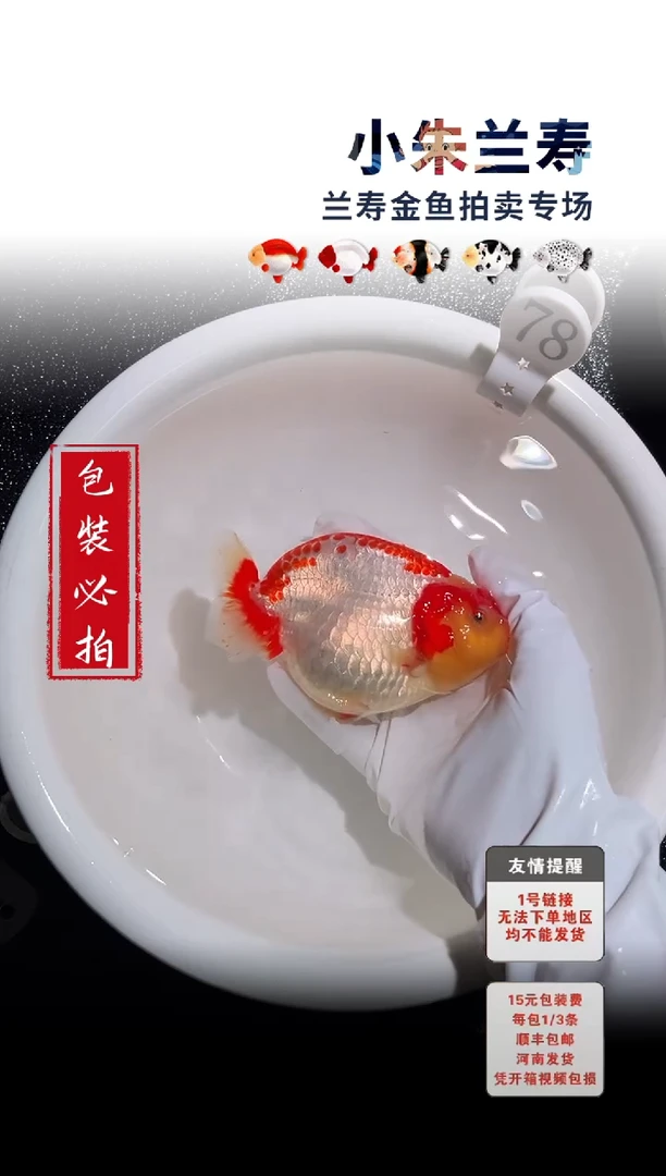金鱼包装必拍未拍顺丰到付78号