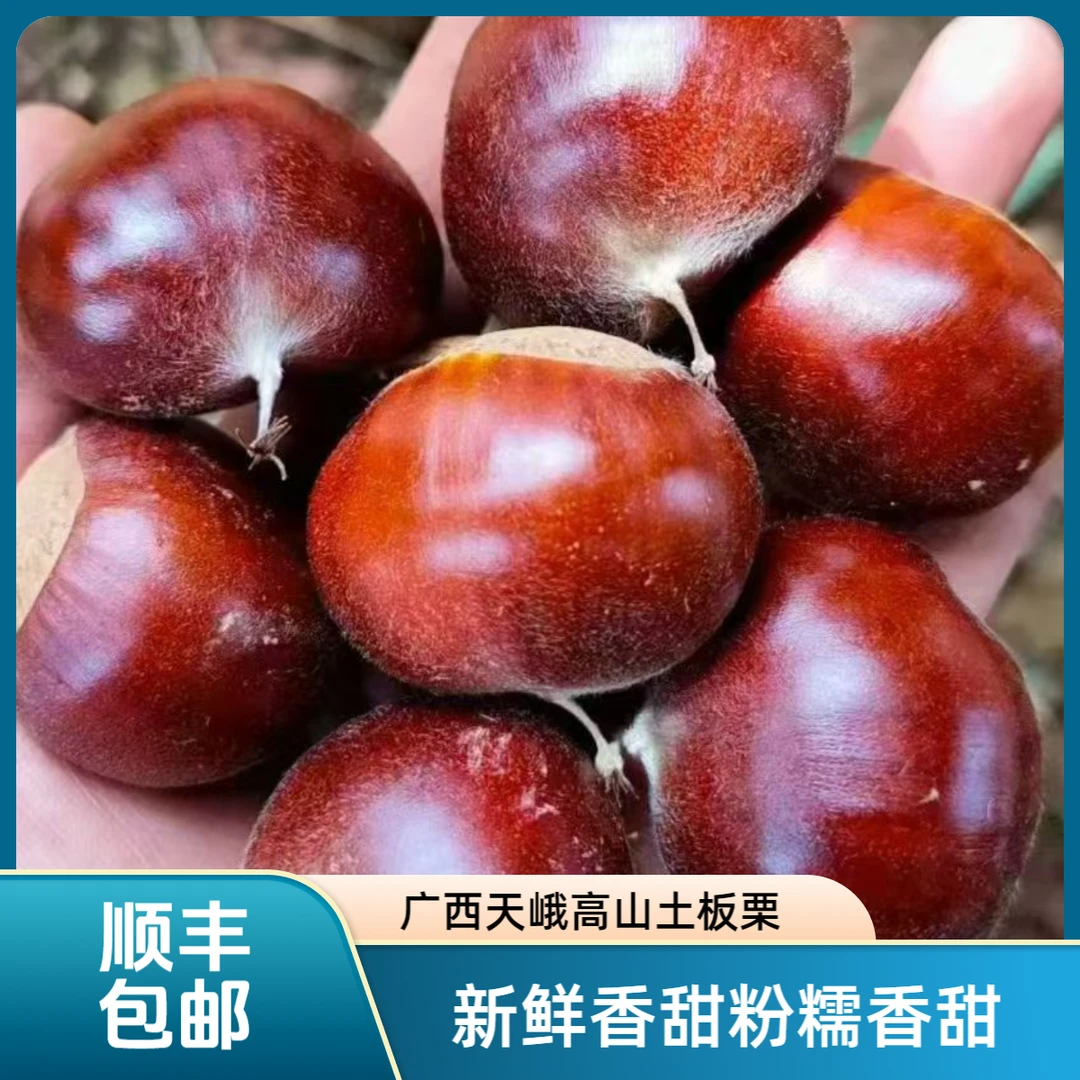 【顺丰包邮】广西天峨高山农家自种板栗粉糯香甜新鲜现摘土板栗