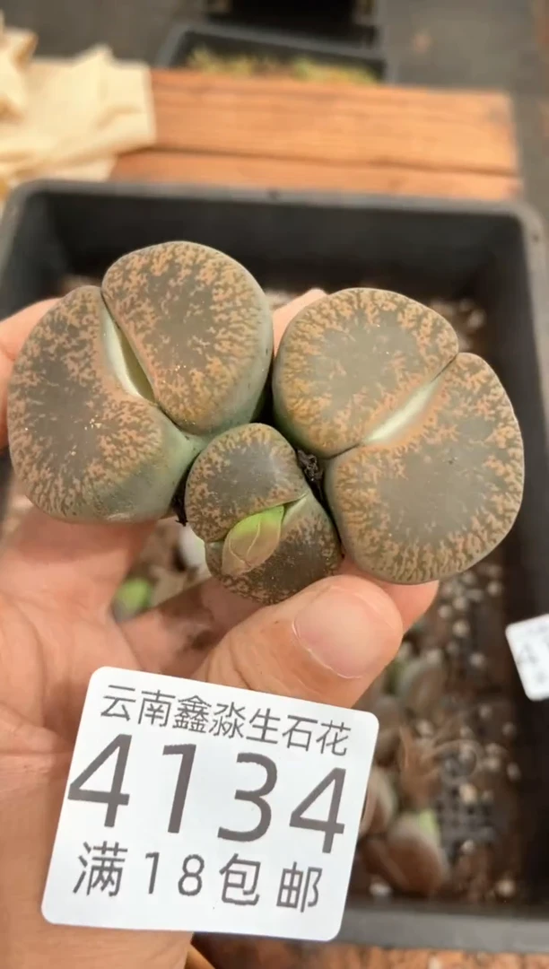 4134特价紫勋玉有瑕疵发货1颗