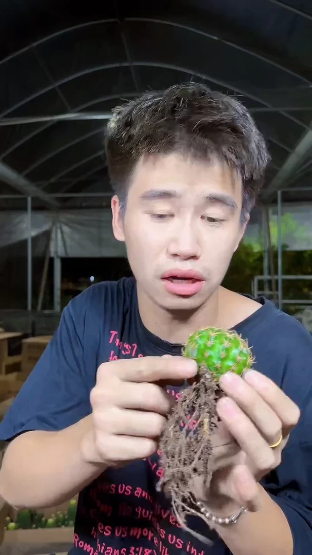 8颗 丽花【带根】不指定带花苞