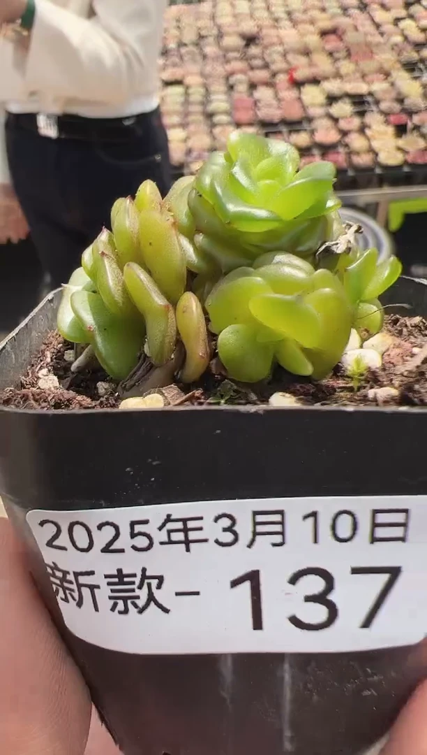 【闪购商品】新款多肉-137