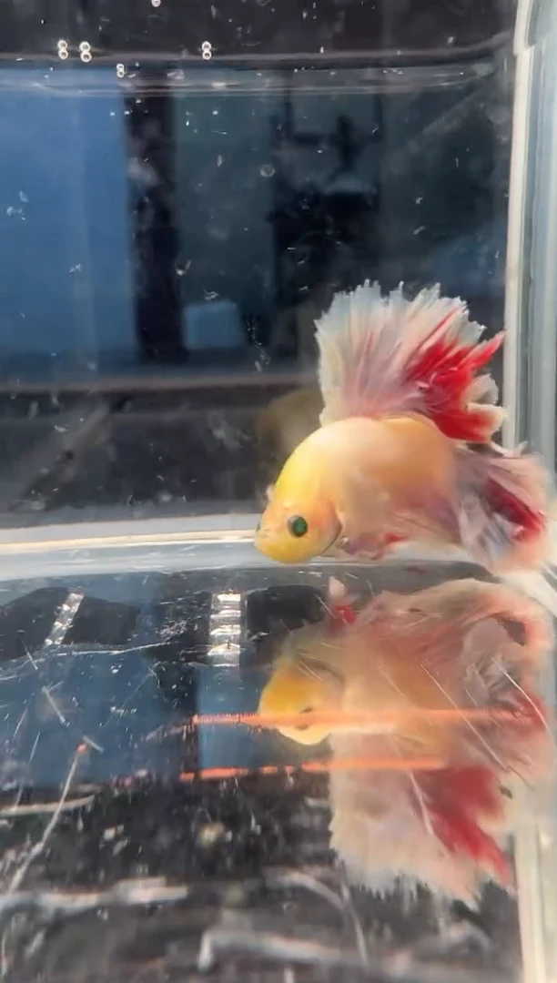 斗鱼斗鱼绣球大耳朵