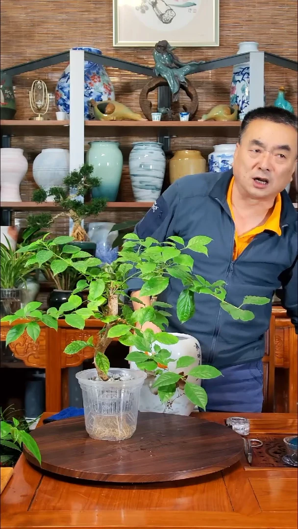 无花朵阳*水之韵水培  三角梅