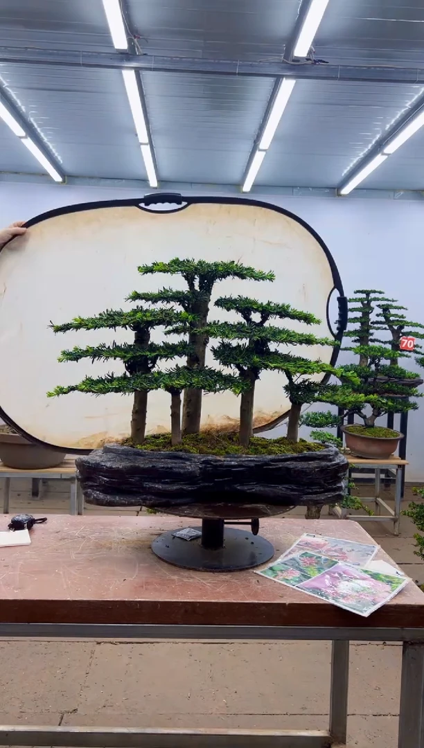 无花朵一物一拍，所见即所得