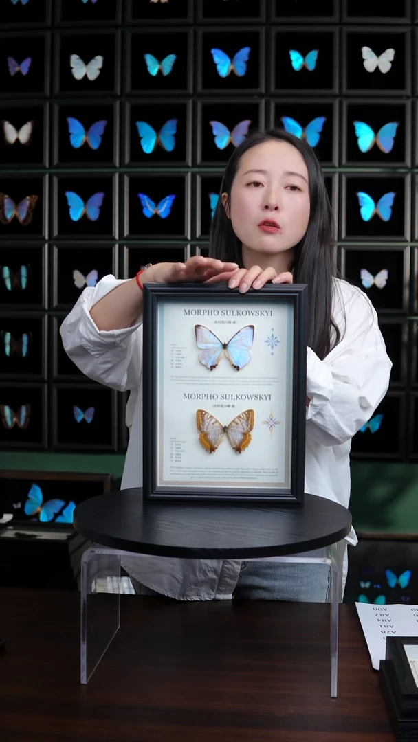 夜明珠闪蝶雌雄组合标本摆件