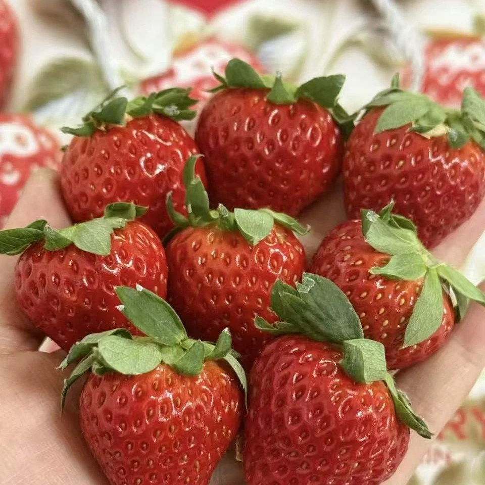 【曾乡音】丹东九九草莓小黑盒  果香四溢 肉厚满足 美味多汁