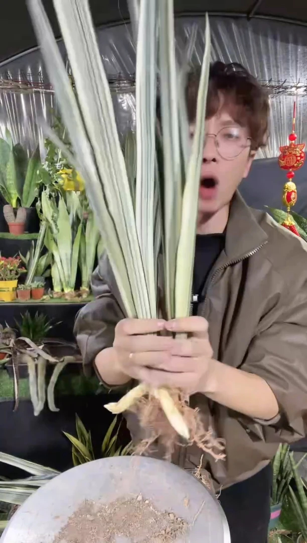 【闪购商品】银玉剑兰4棵18.8裸根