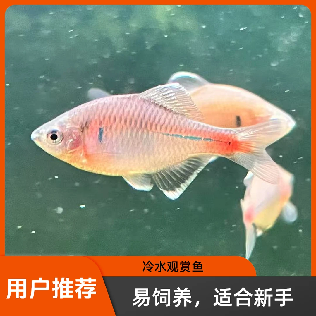 红腹白边鳑鲏原生冷水 双白边