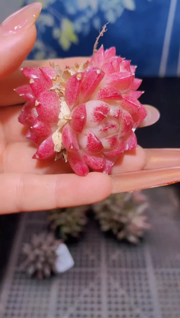 【闪购商品】007梦幻多肉