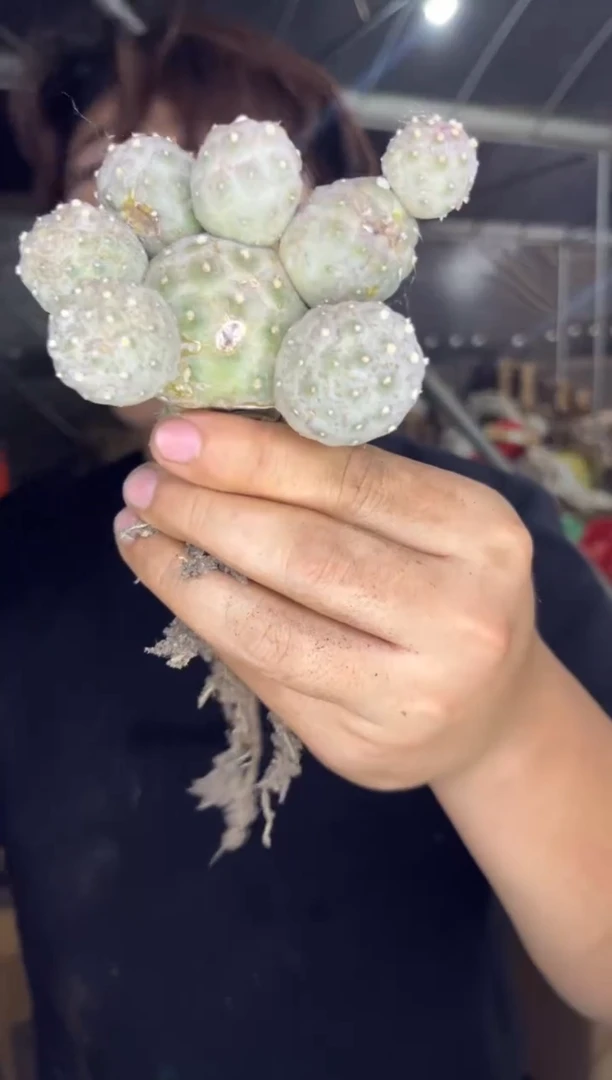 席克氏彩草【嫁接】3头起发 习志野