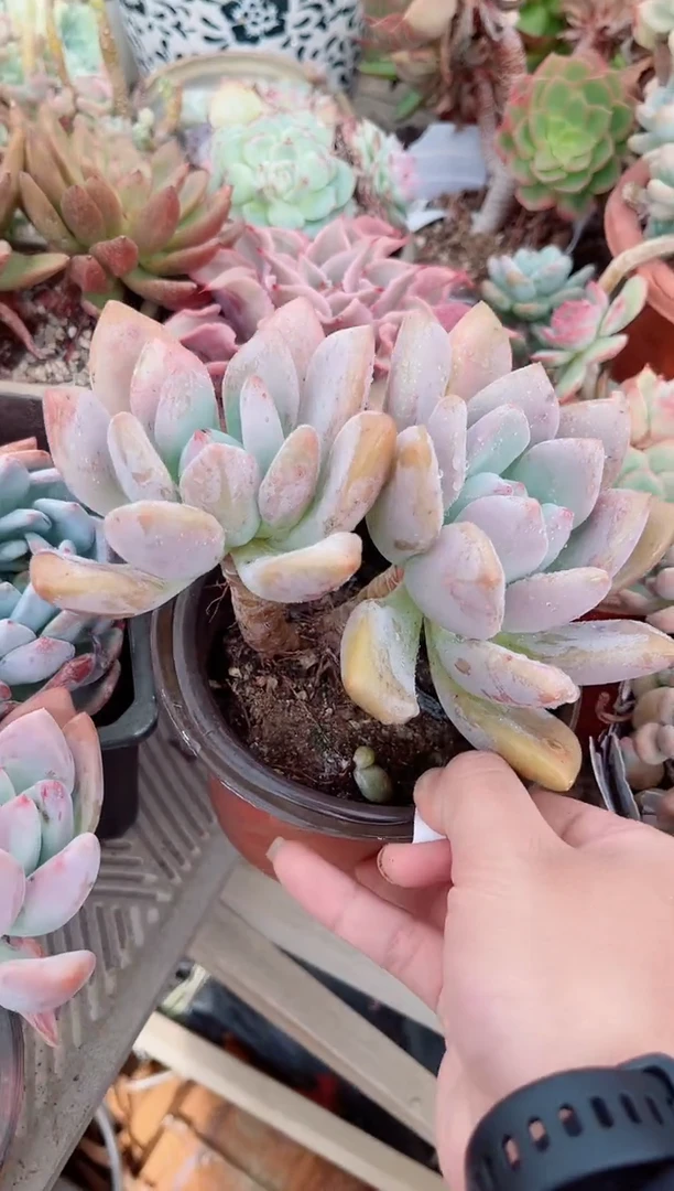 ✨****✨多肉植物一物一拍27161
