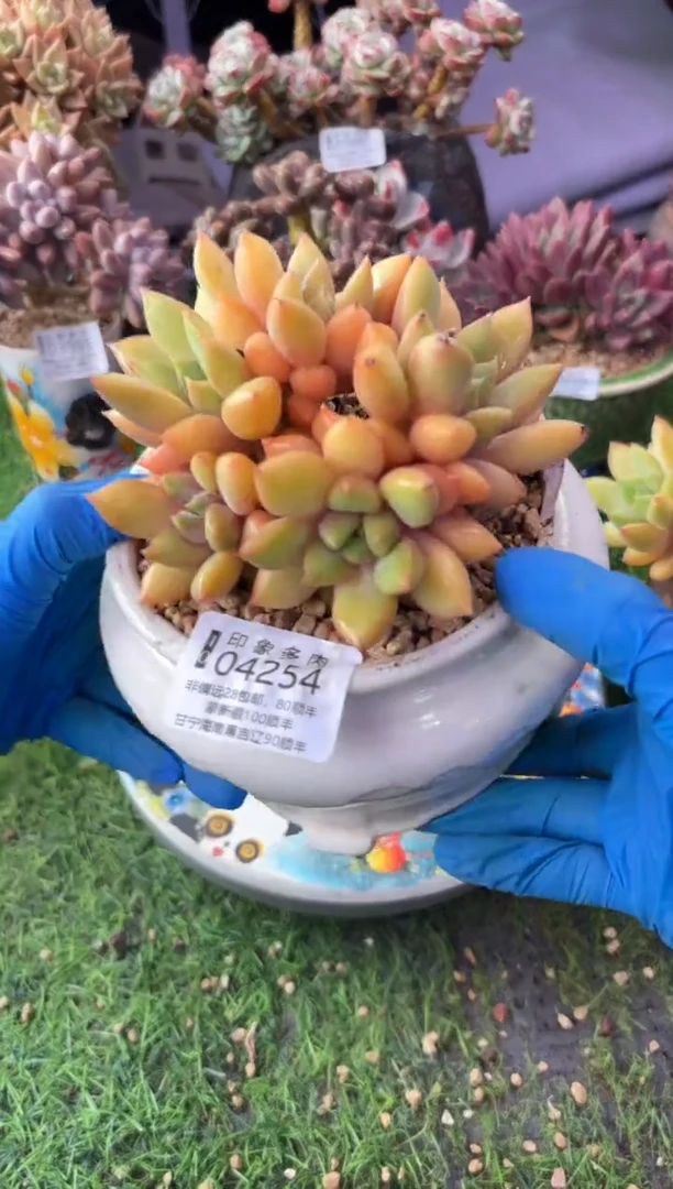 昆明印象多肉04254