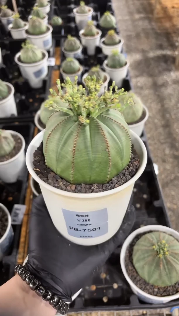 布纹球大戟FB-7501