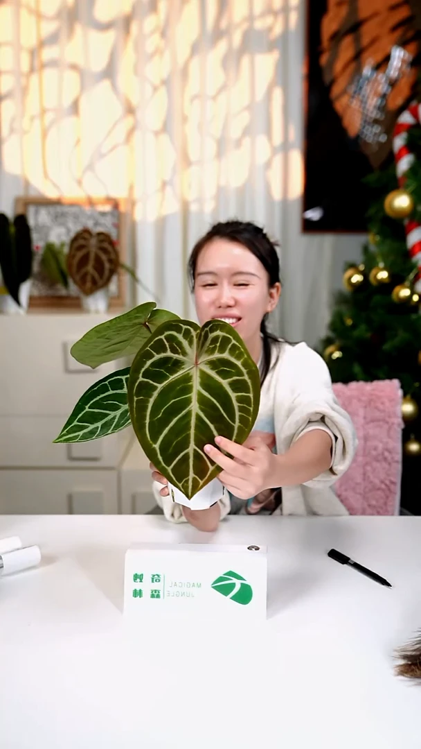 完全开放奇妙森林铜锣烧x红水晶2