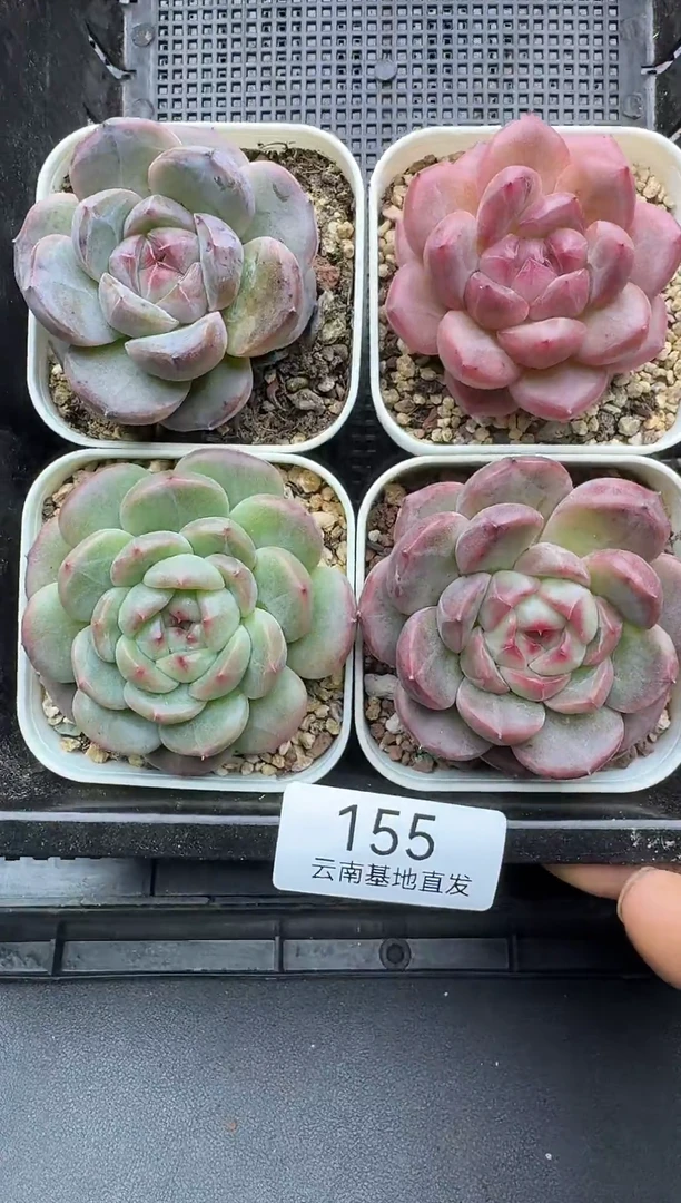 珍妮杂交多肉155