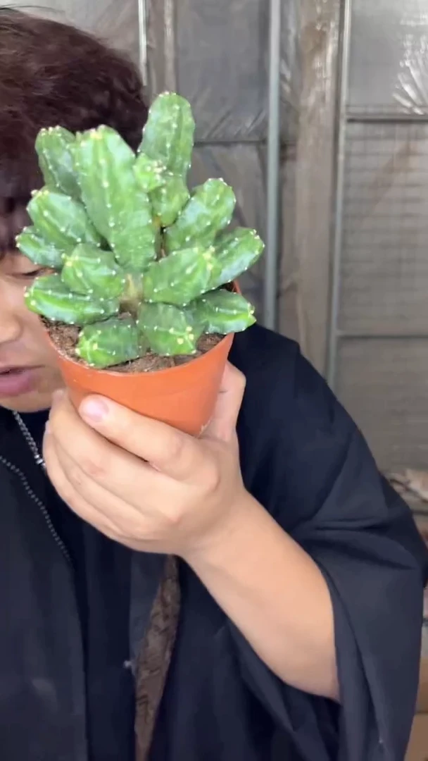 多头 桃太郎【带根】