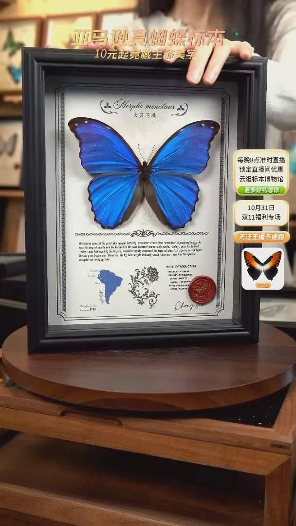 大蓝闪蝶豪华版10寸欧式框（带证书）