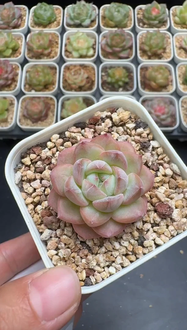 239G云禹多肉植物 脱土纸巾打包 3颗包邮