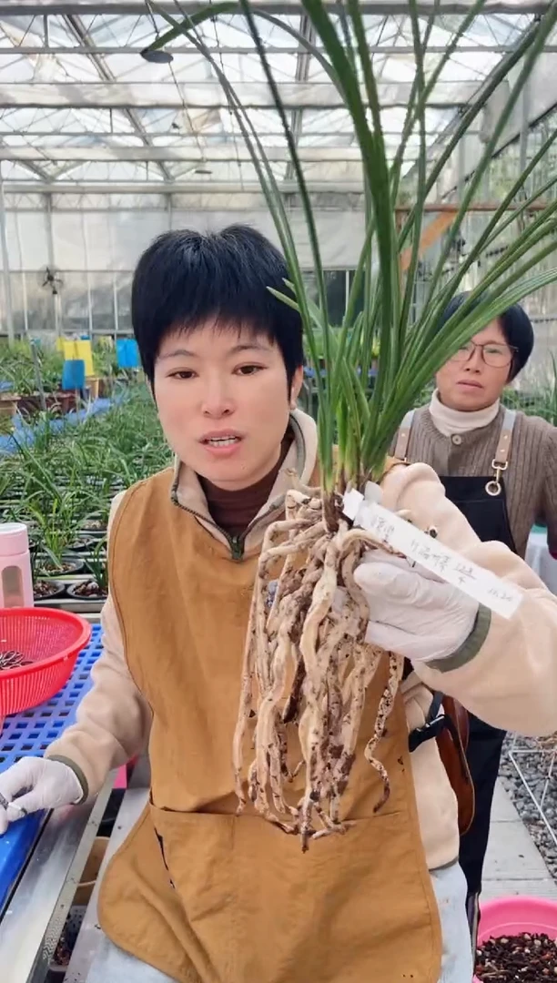 当前无花朵，栽培后可花朵瞭*温州素，，， 瞭望