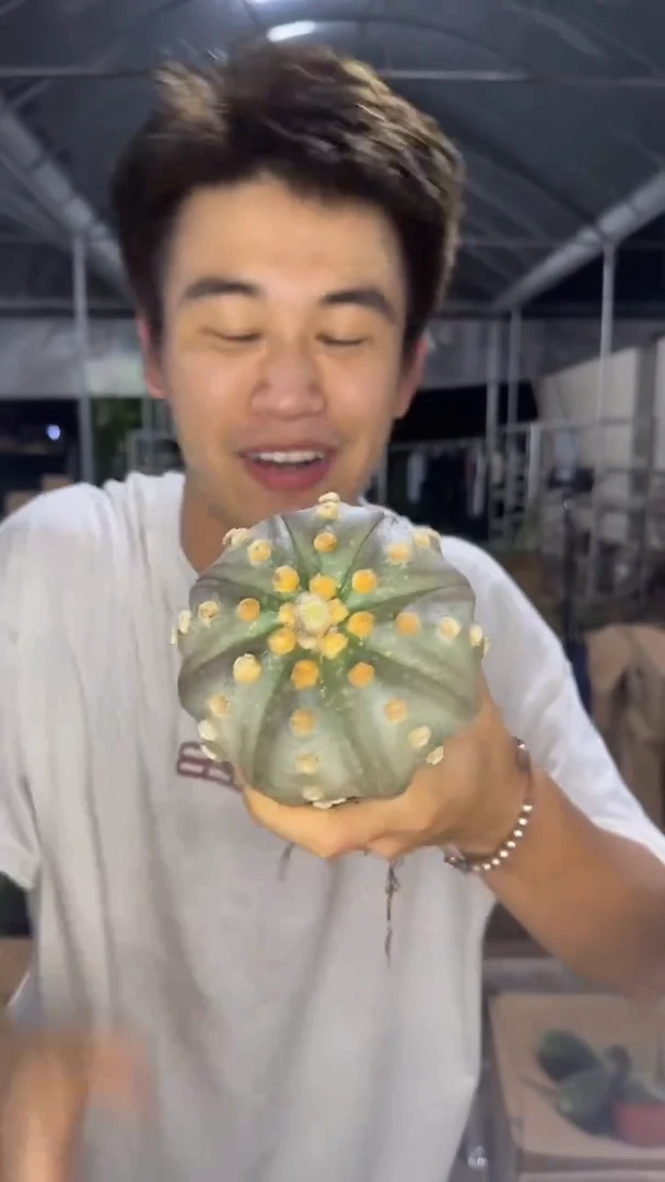 8-11cm 大星兜【带根】