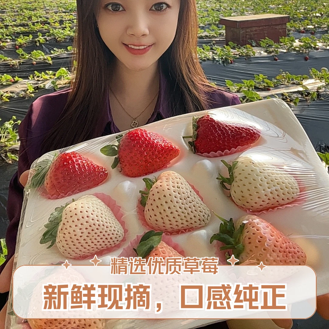 山东现货三色奶油草莓淡雪白雪公主新鲜草莓孕妇当季水果冰淇淋白草莓1斤装淡雪草莓