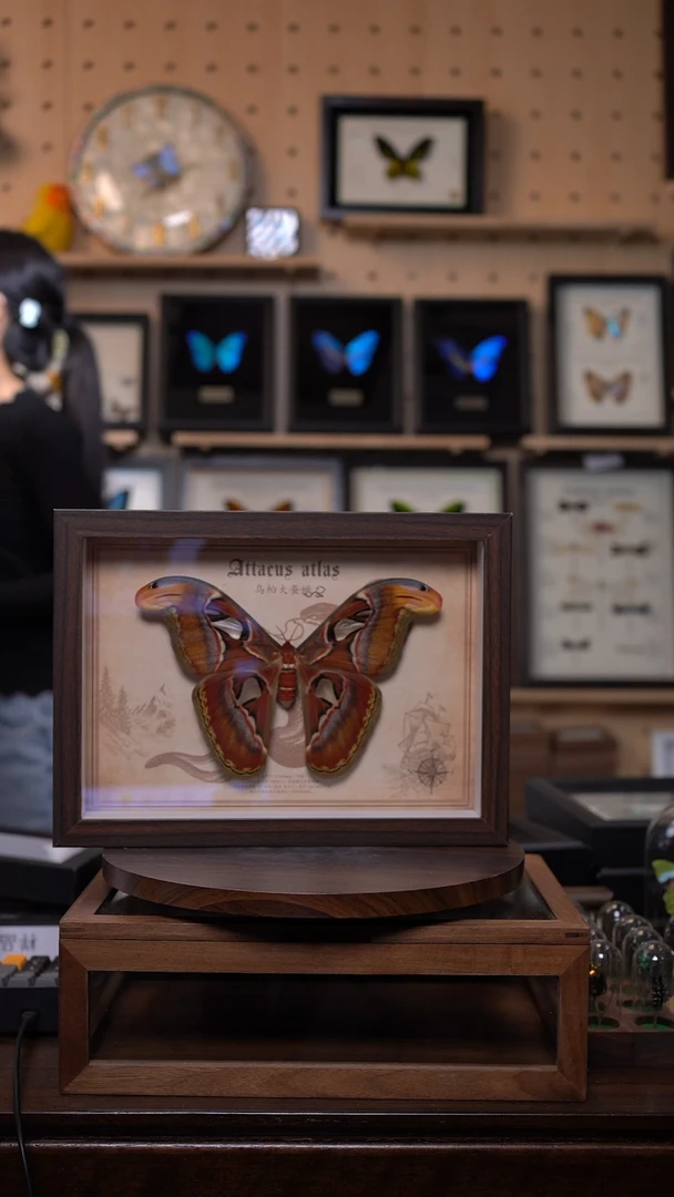 乌桕大蚕蛾标本A4框d153