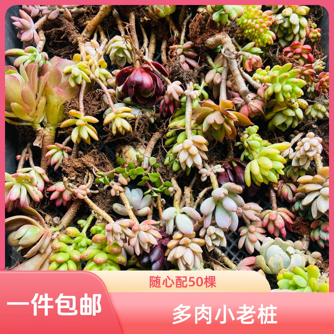 随机多肉植物小老桩脱土发货单品包邮纯露天种植基地好养耐运输