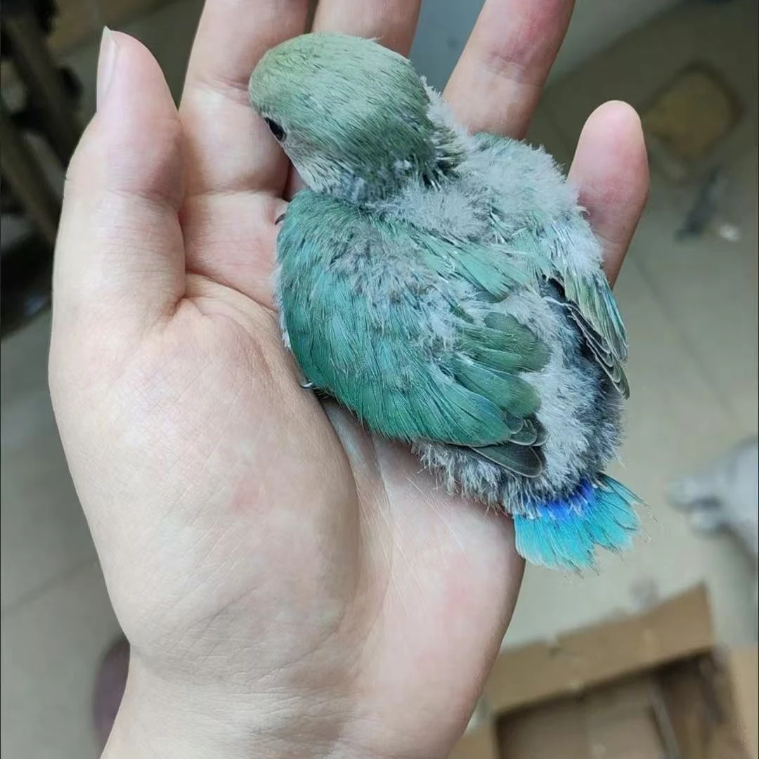 手养活体亲人可爱牡丹鹦鹉雏鸟
