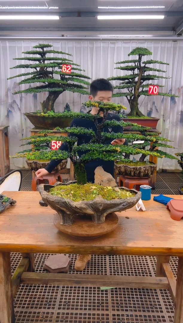 无花朵精品盆景直播间一物一拍