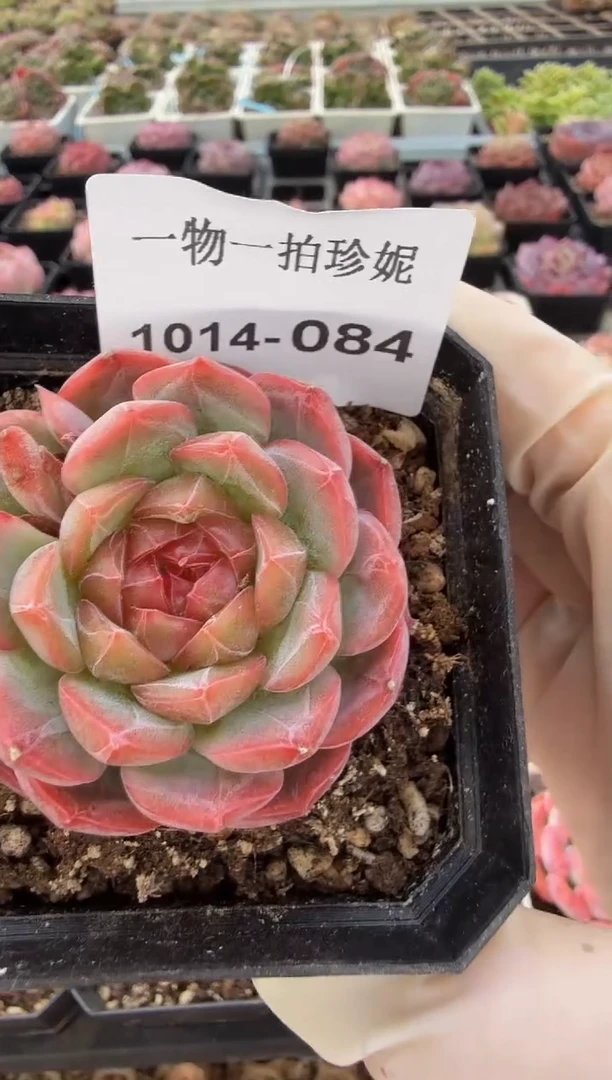 珍妮多肉1014-084