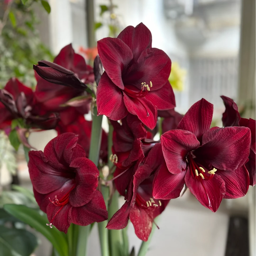 栖野绿境 荷兰进口朱顶红【曼德拉】1颗包邮