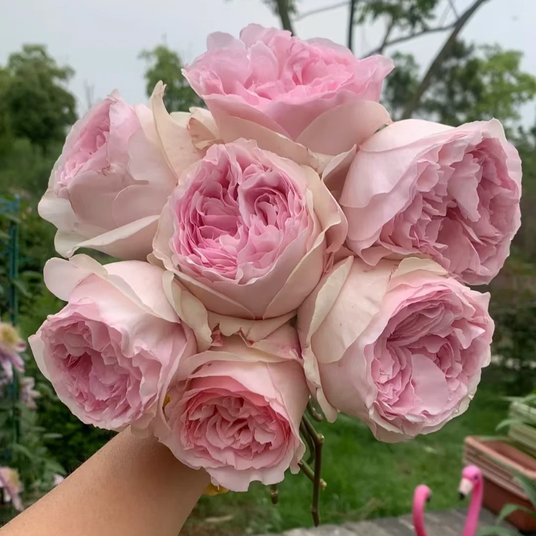 【伊芙乙女心中苗】大花四季灌木