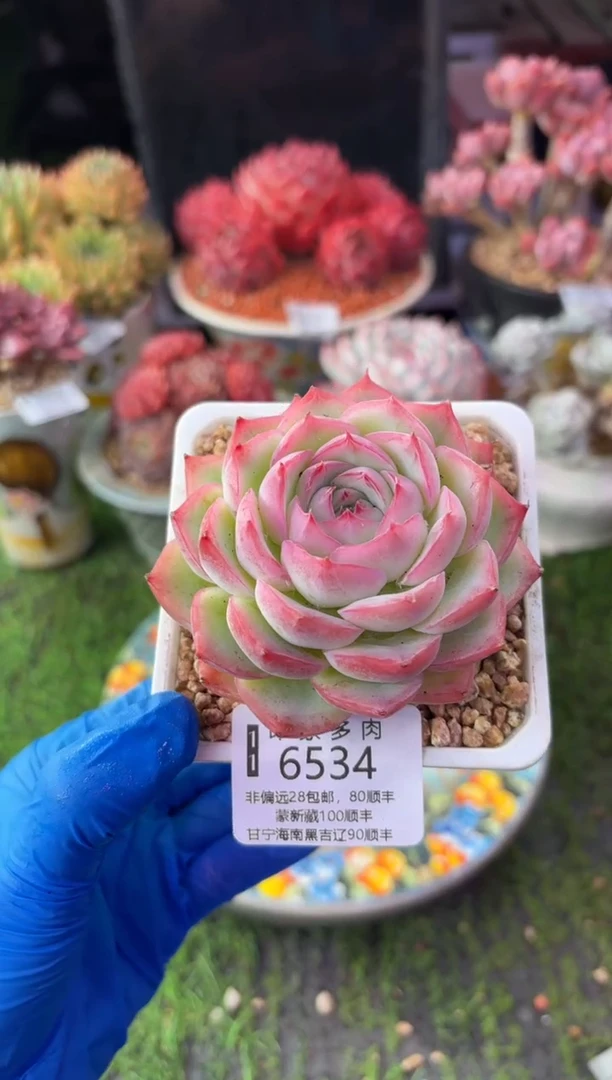 昆明印象多肉6534