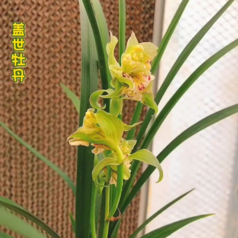 春剑盖世牡丹带花苞浓香兰花苗客厅阳台绿植花卉盆栽植物好养