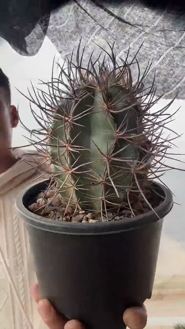 自根林氏幻虾69.99