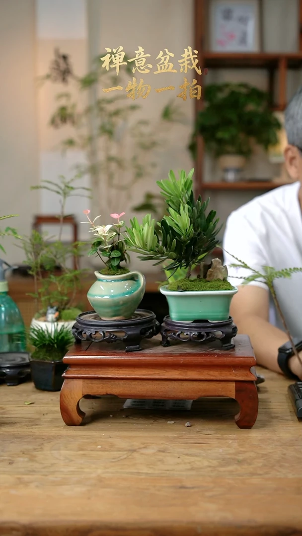 不开花植物用****5花叶+罗汉松316