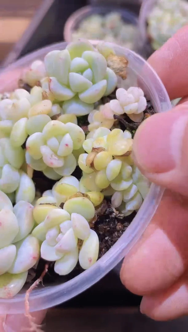 【闪购商品】107奶油冰玉量拍一盒