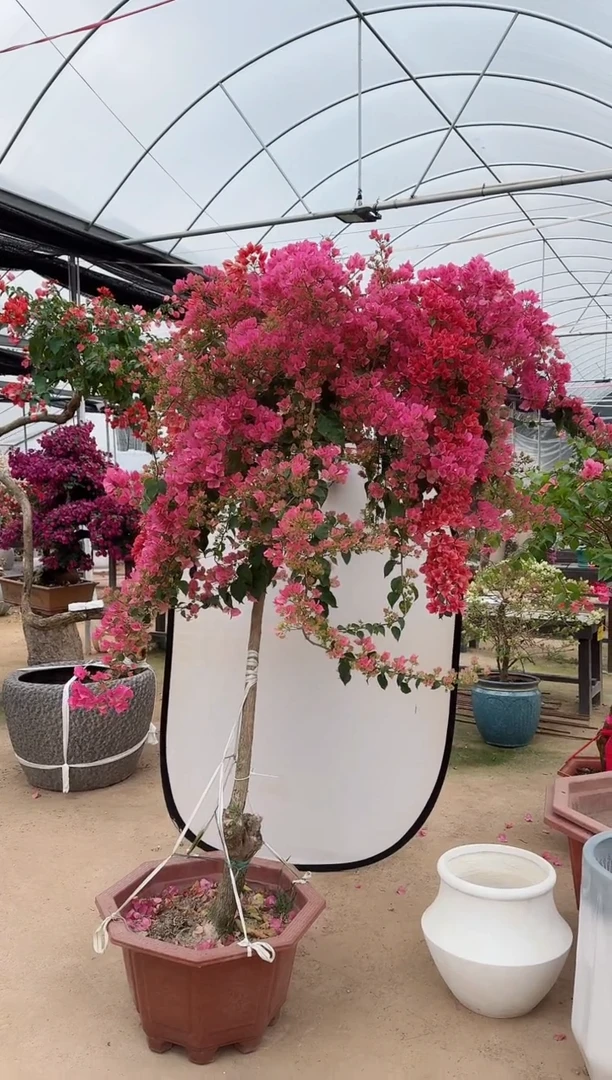 【闪购商品】盆景三角梅