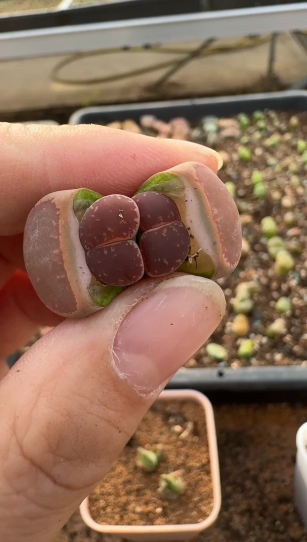 【闪购商品】7-490