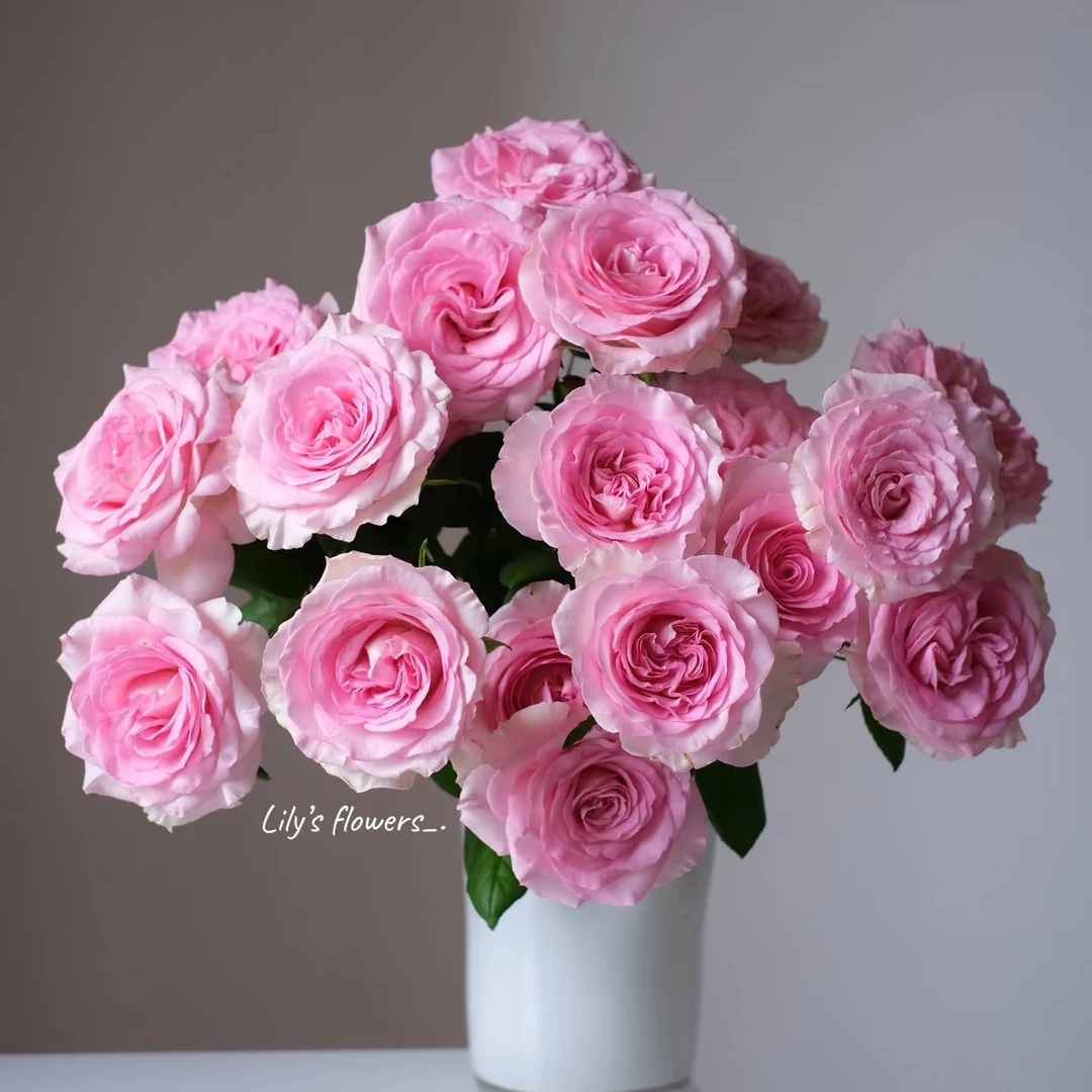 【洛神】单头玫瑰 云南鲜花 任意2单鲜花升级顺丰包邮