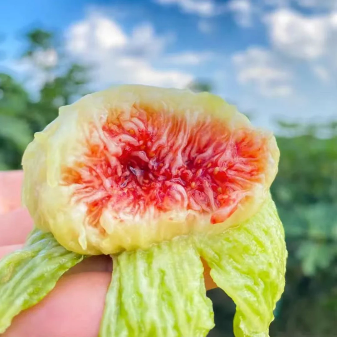 青皮无花果鲜果新鲜礼盒当季现摘现发甜水果京东顺丰发货