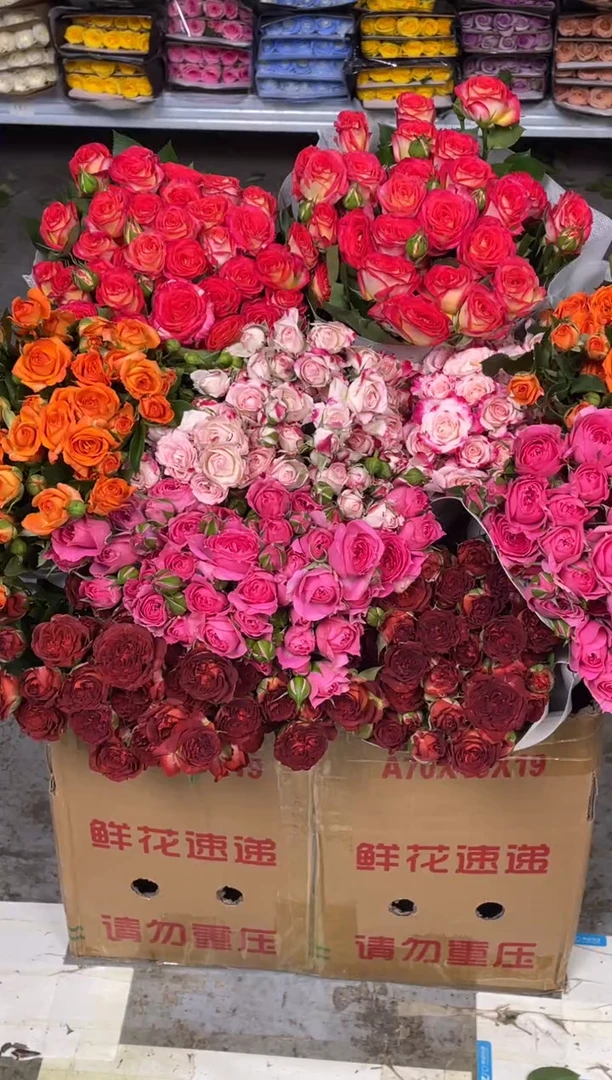 巧克力10枝+苏菲10枝+折射10枝+橙芭比10枝+爱丽丝10枝