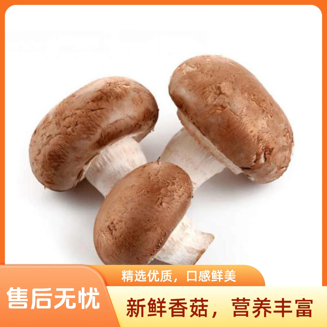 新鲜秒杀鲜蘑菇10.8元/500g菌菇