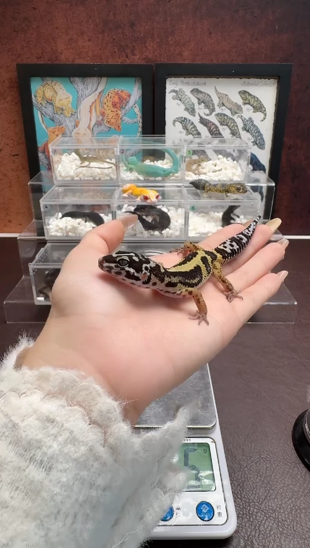 豹纹守宫鳞与尾 Scale Tail 爬宠